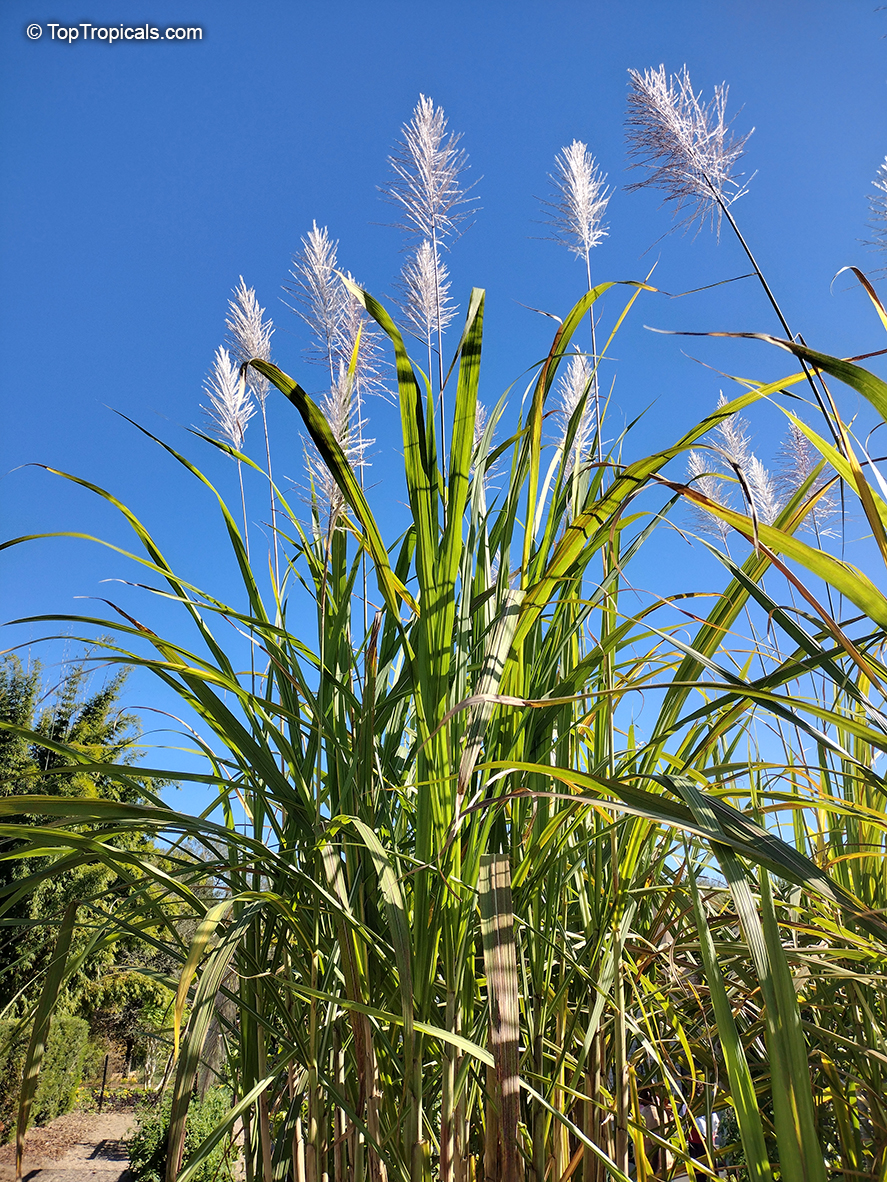 Saccharum officinarum